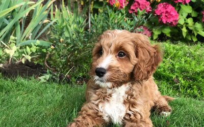 How to Treat Dog Urine Patches on Your Lawn