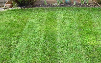 When to start mowing your lawn