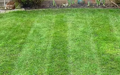 When to start mowing your lawn